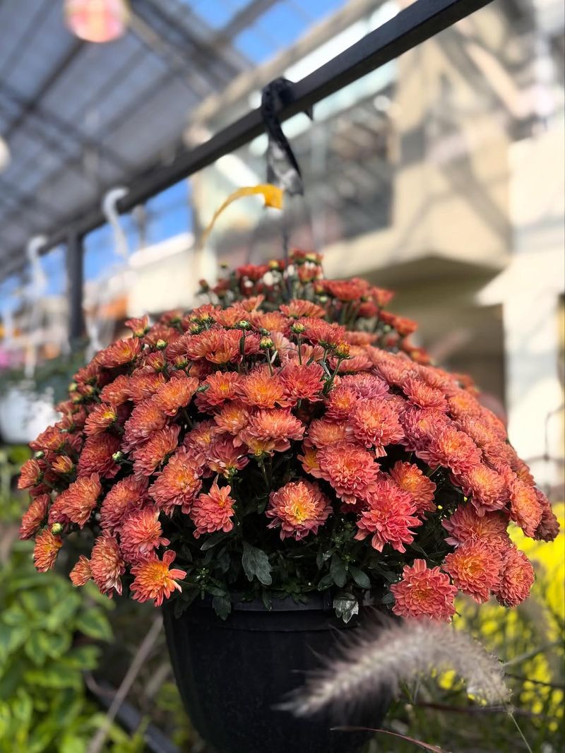 Chrysanthemums