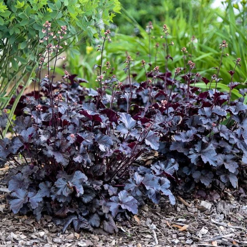 Coral Bells With Dark Foliage