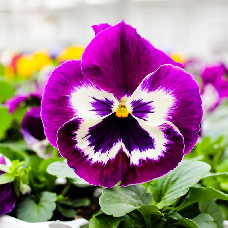 Pansies