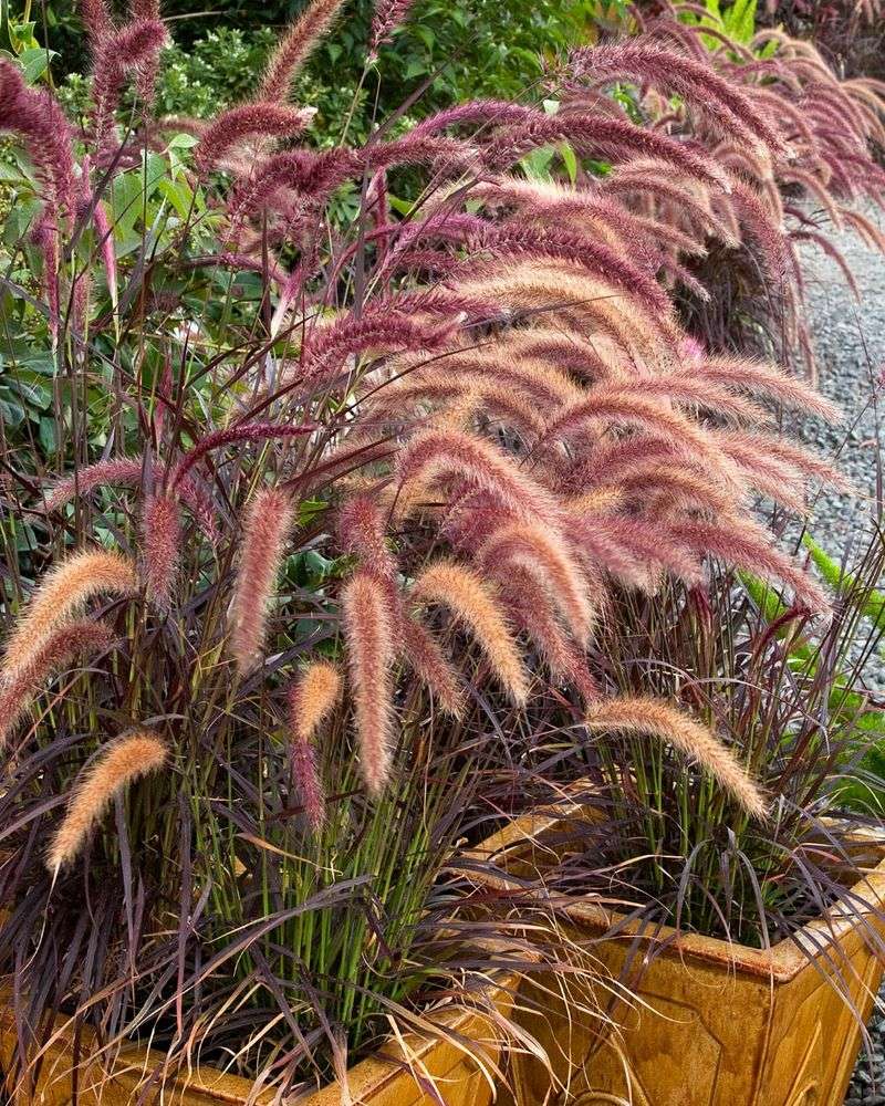 Ornamental Grasses
