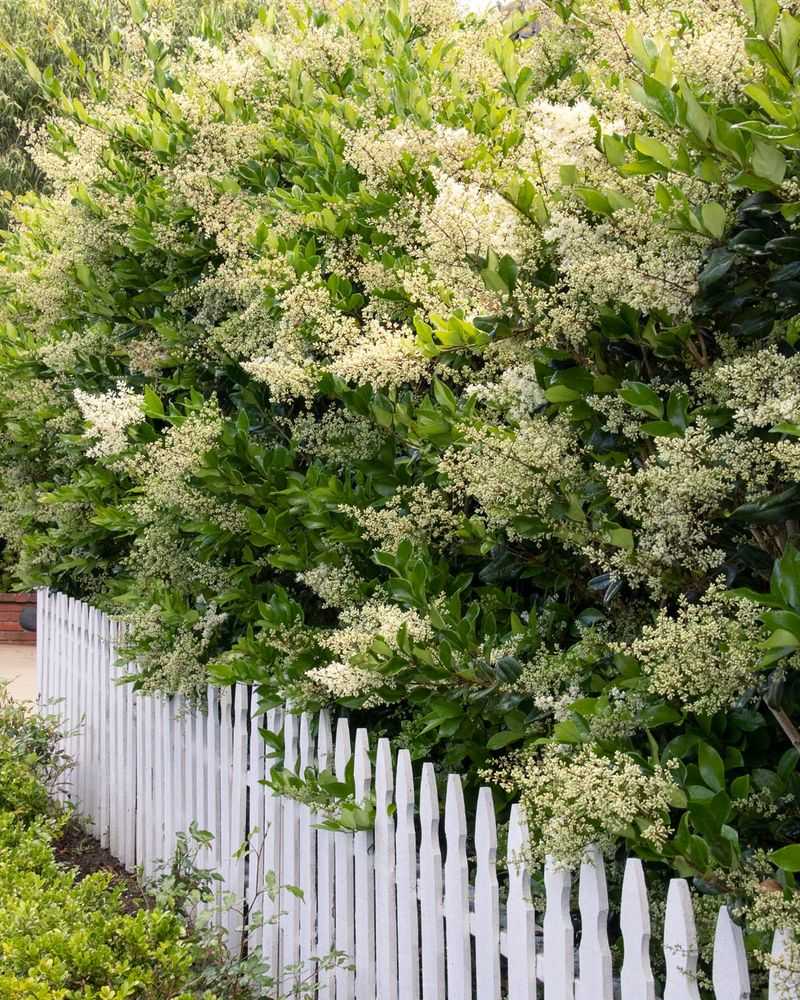 Chinese Privet Hedges