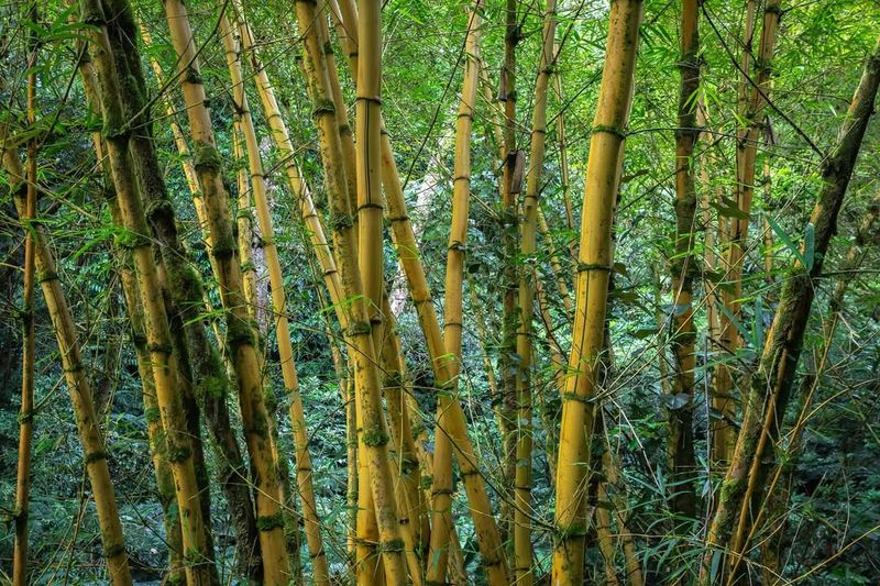 Invasive Bamboo Groves
