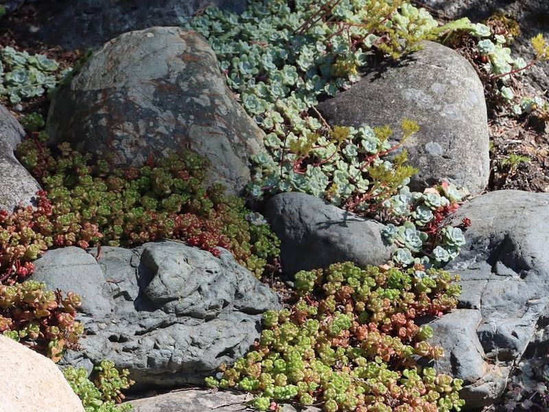 Sedum oreganum (Oregon Stonecrop)
