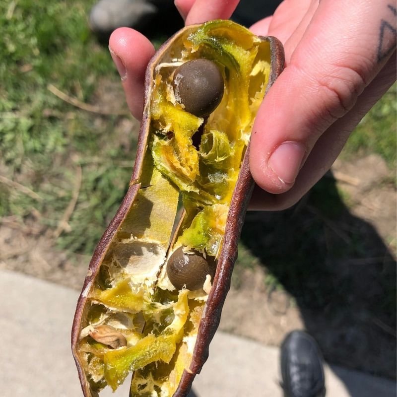 Kentucky Coffee Tree