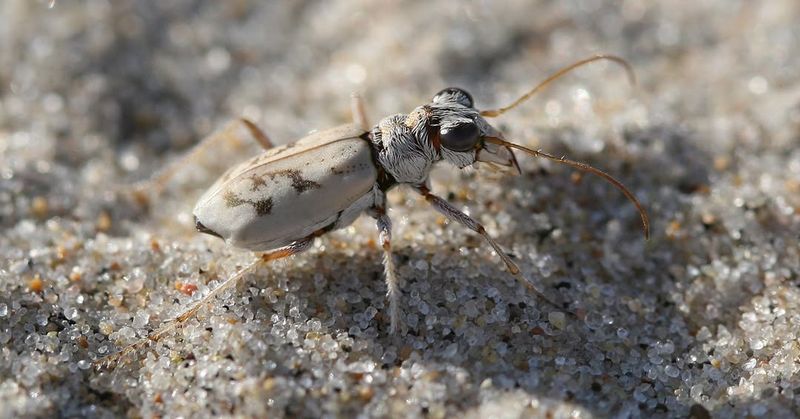 Northeastern Beach Tiger Beetle
