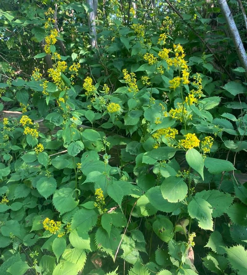 Zigzag Goldenrod: Late-Season Woodland Pollinator Magnet