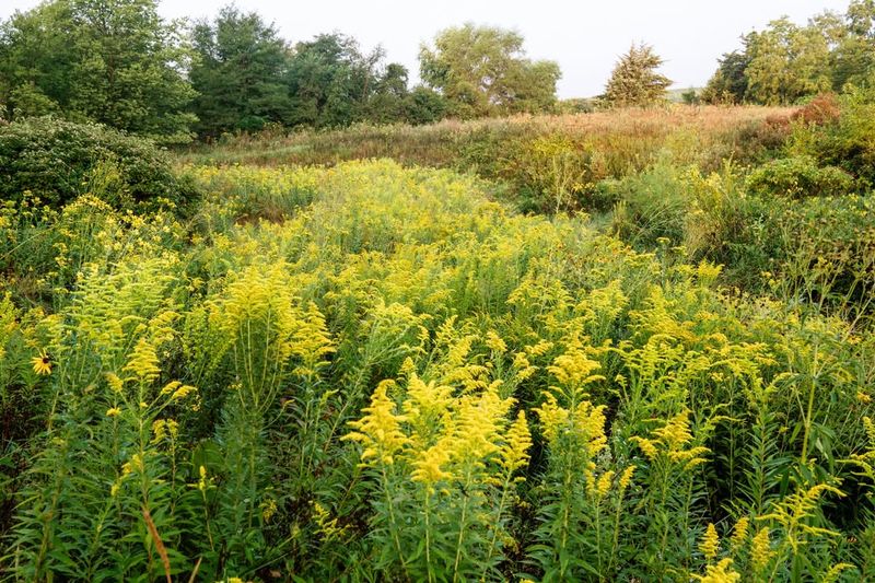 Goldenrod Thrives In Poor Soil Where Other Plants Struggle