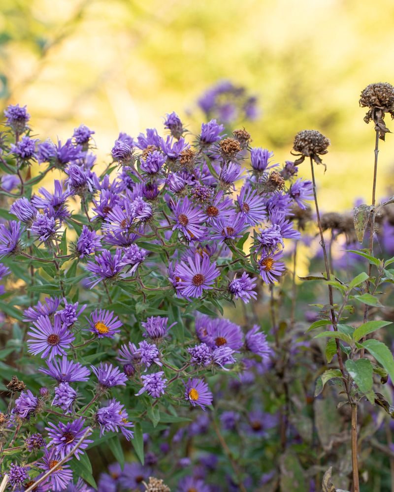 Native Asters Require Almost Zero Maintenance