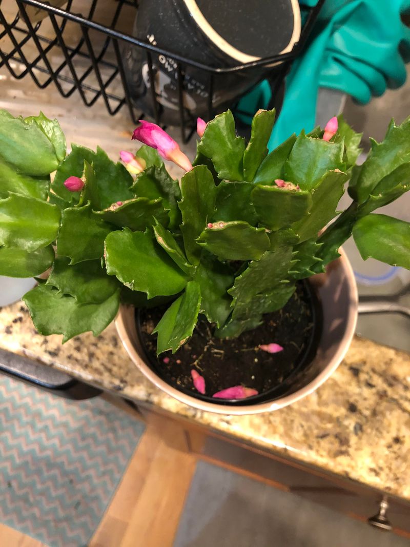 Moving It During Budding