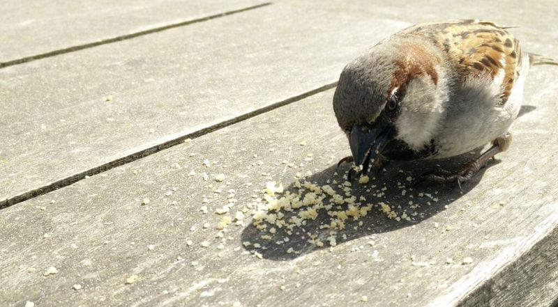 Offering The Wrong Food Types