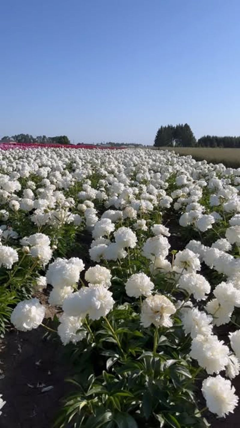Peonies After Their Blooms Fade