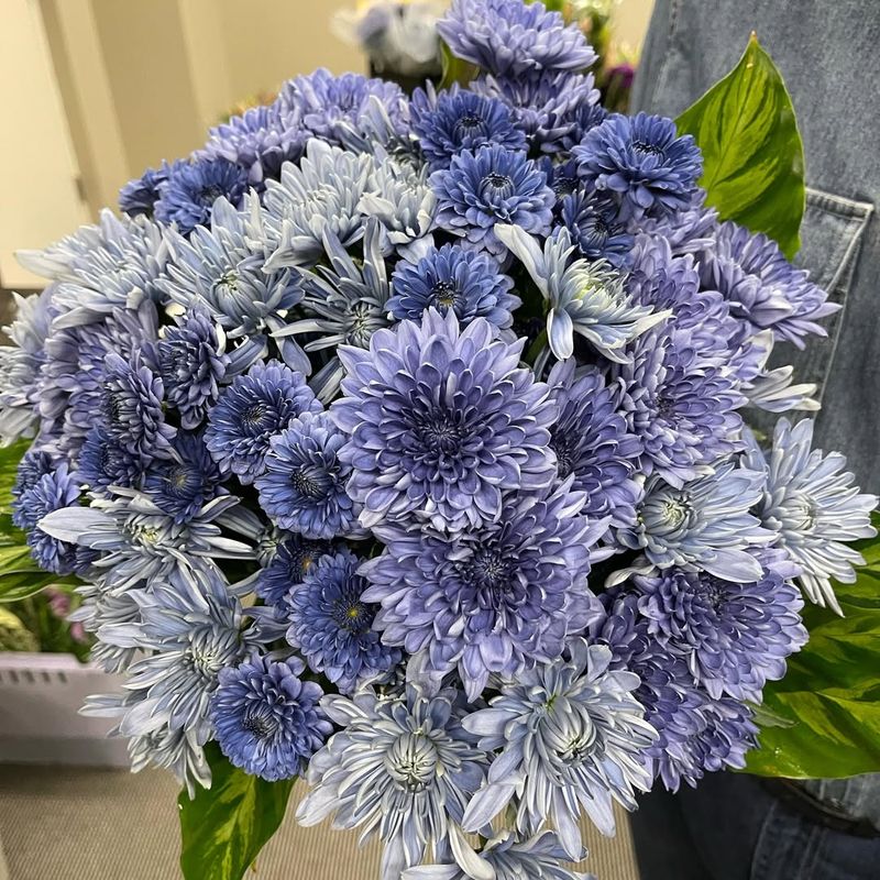 Falling For Artificially Colored Mums