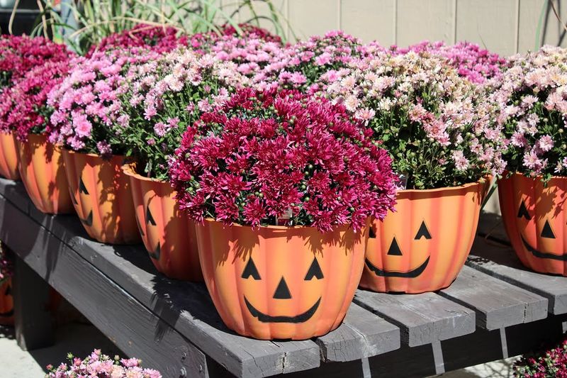 Buying Mums in Decorative Pots Without Drainage