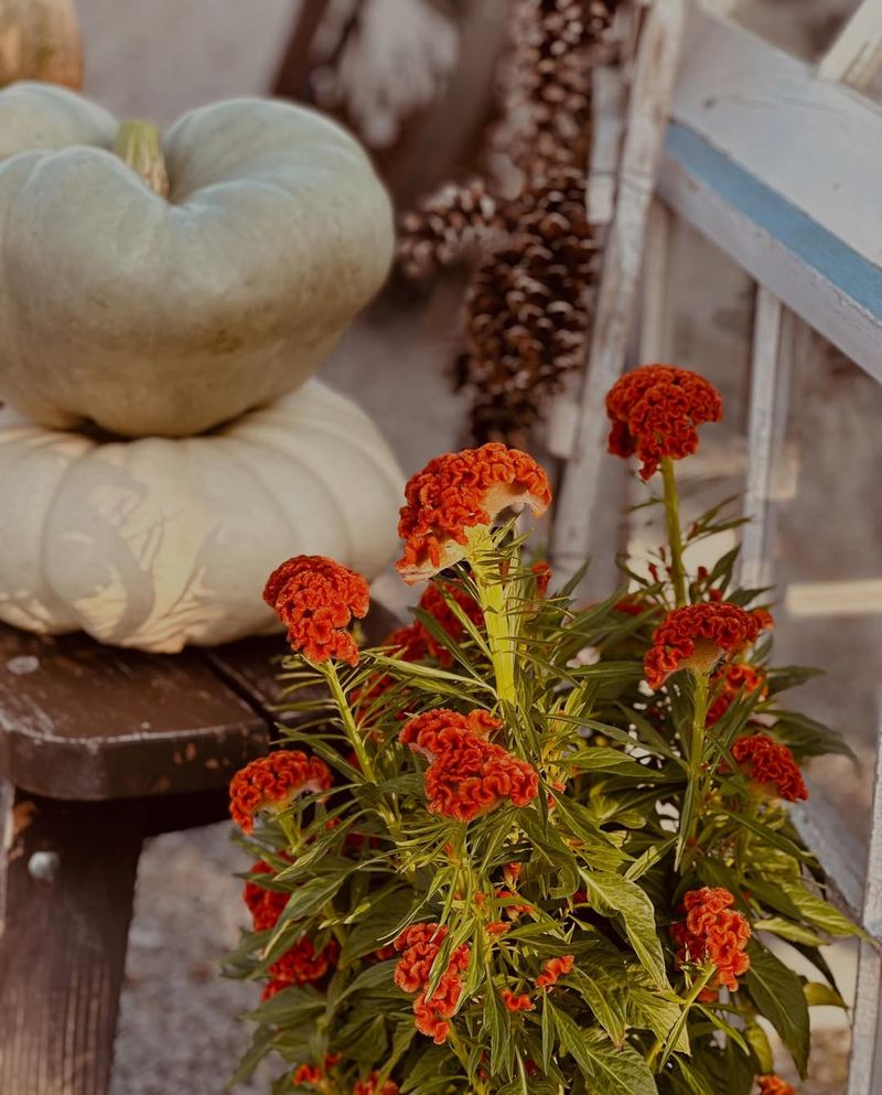 Picking Leggy Or Sparse Plants