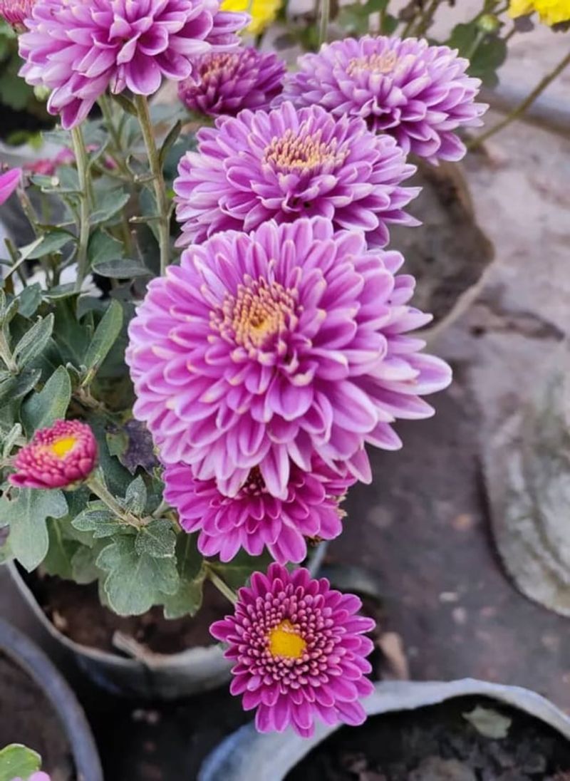 Not Asking About The Plant's Care History