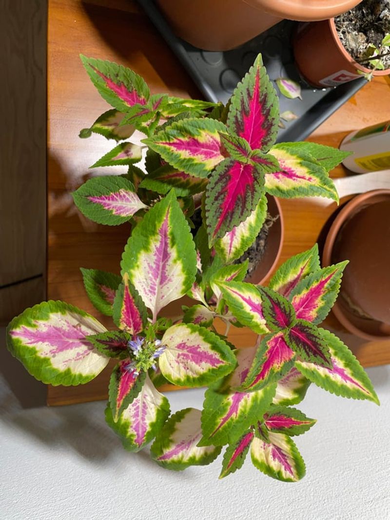 Use Grow Lights for Indoor Success