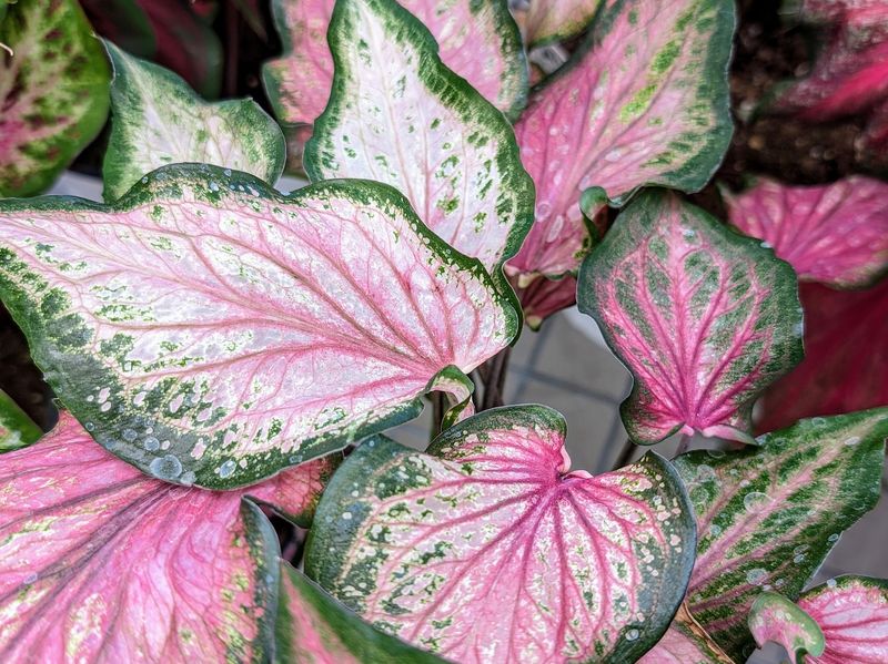 Caladium