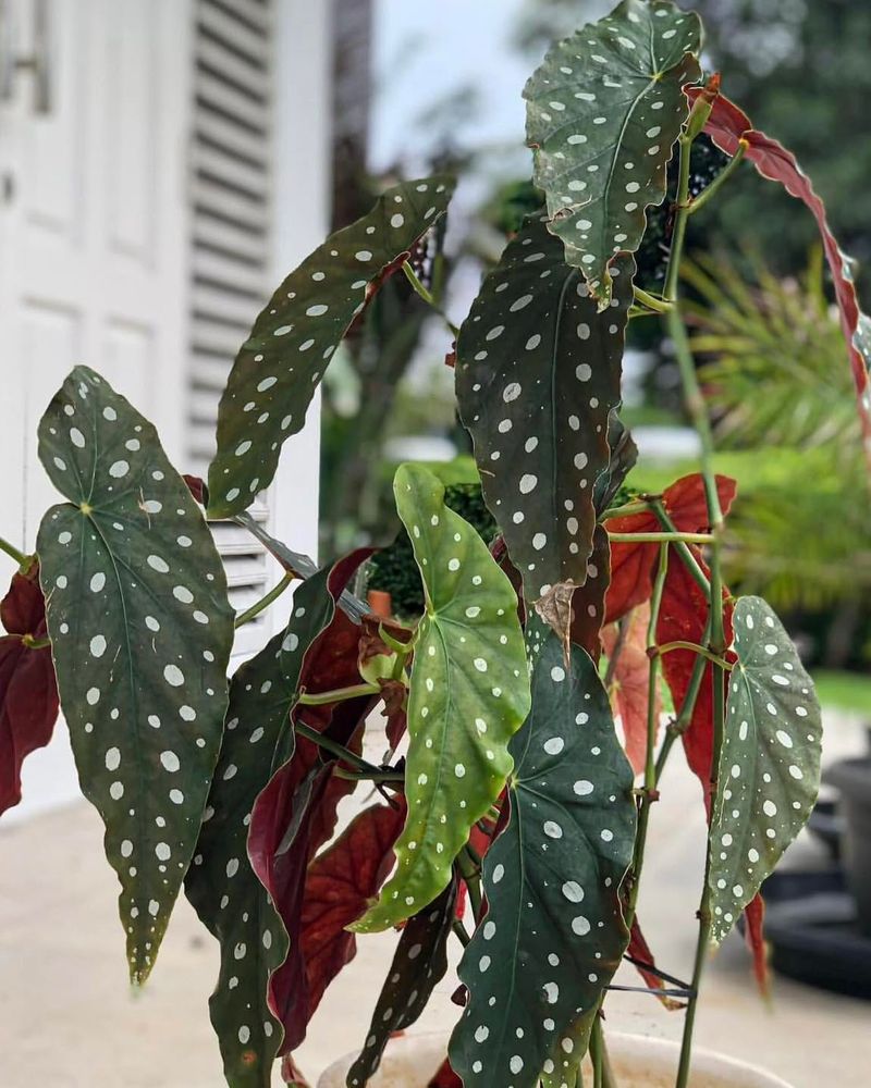 Begonia Maculata 'Wightii'