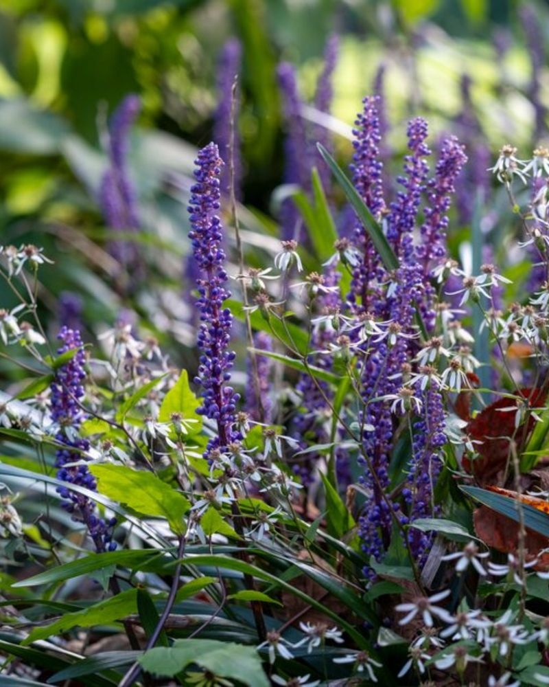Liriope