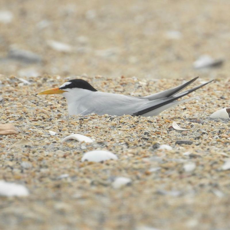 Interior Least Terns: Riverside Residents