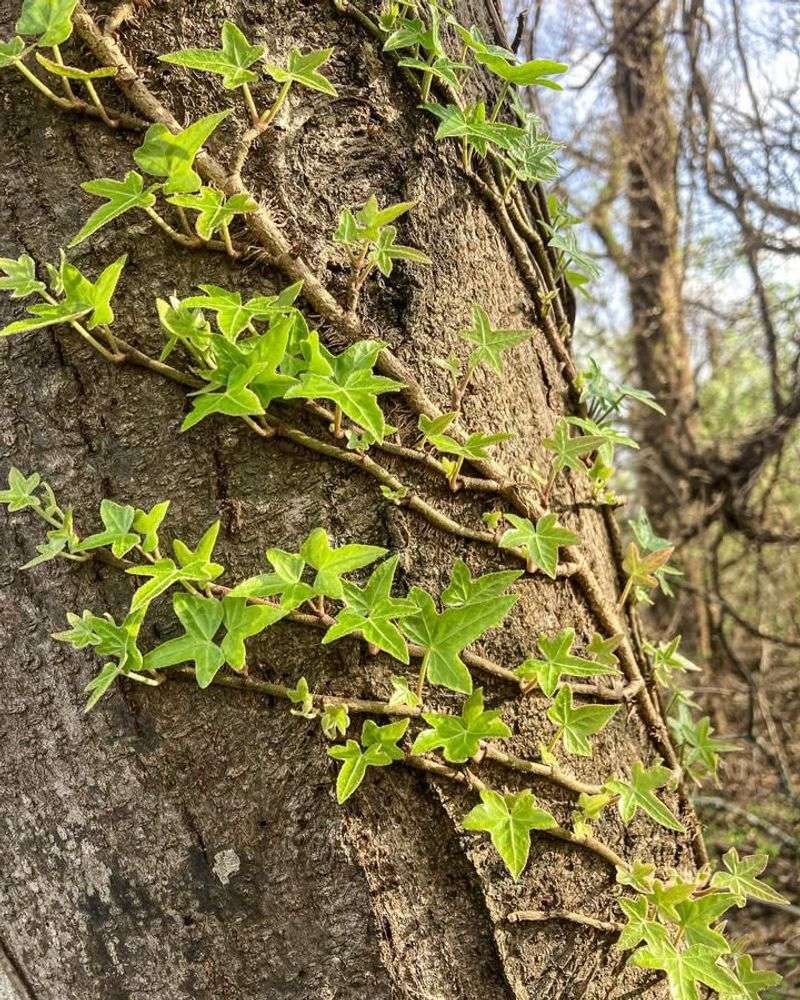 English Ivy