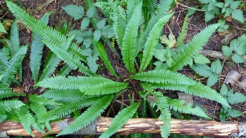 Deer Fern (Blechnum spicant)