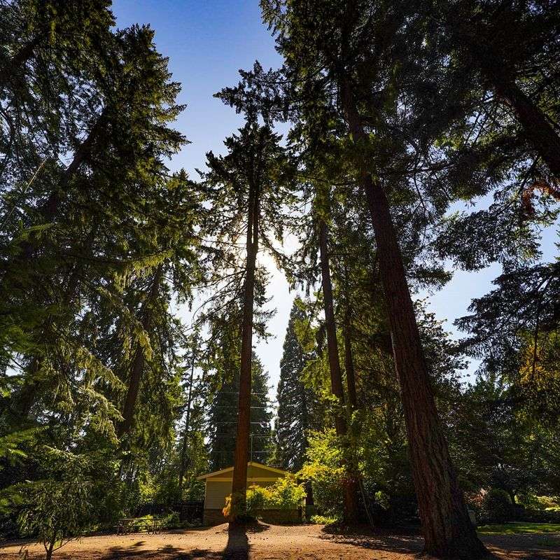 Heritage Trees