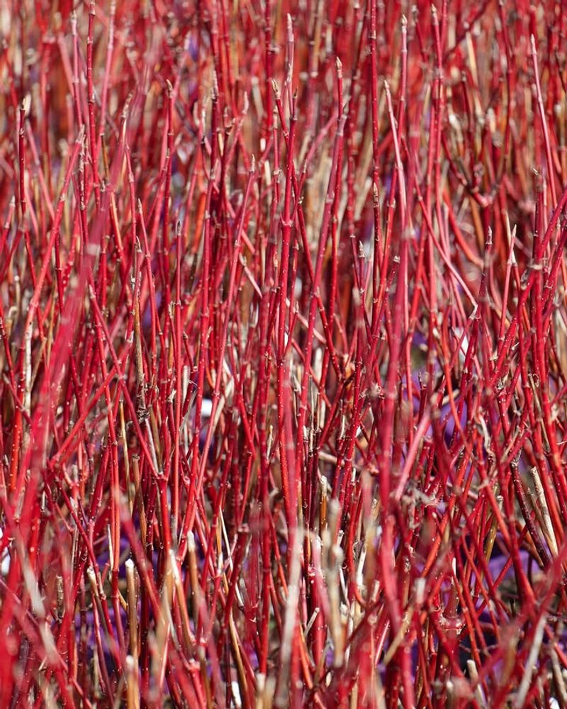 Red Twig Dogwood (Cornus sericea)