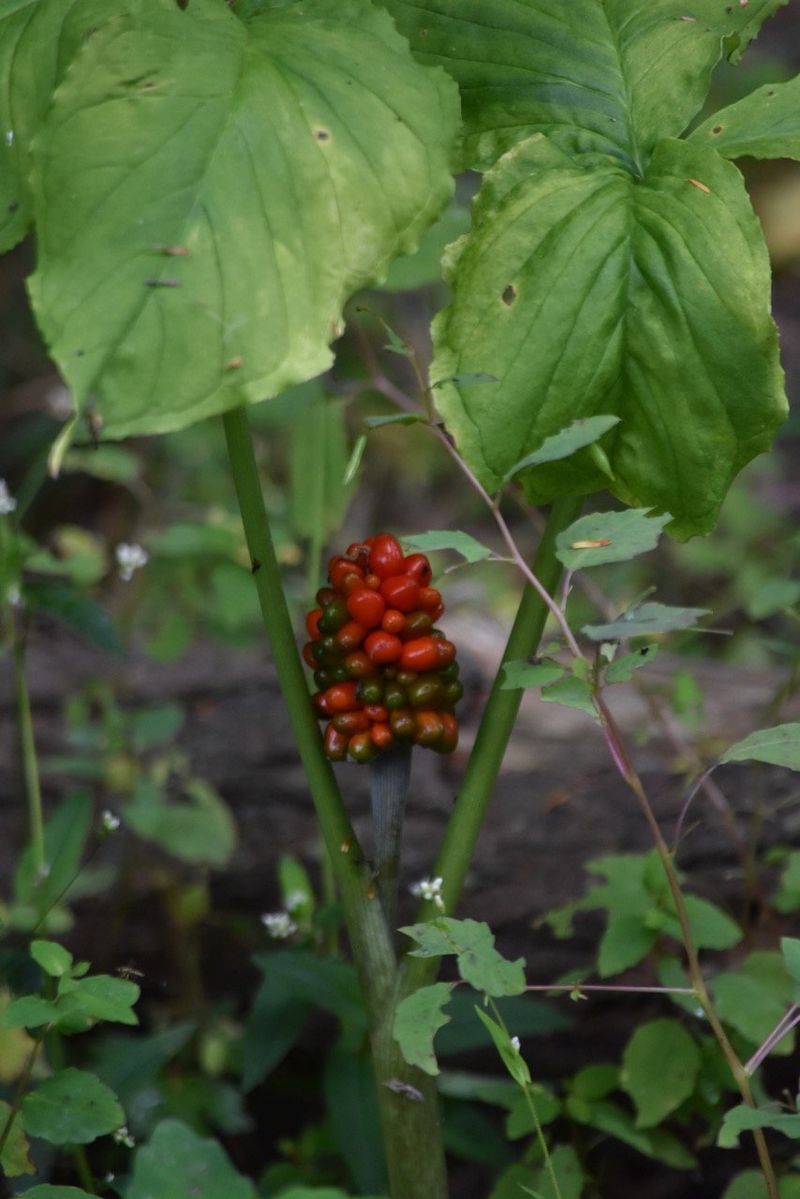 Jack-in-the-Pulpit: Woodland Conversation Starter