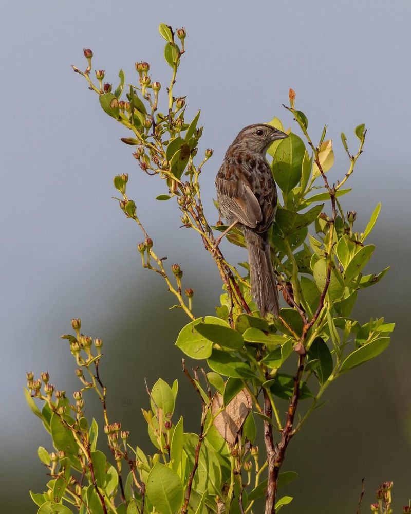 Bachman's Sparrow