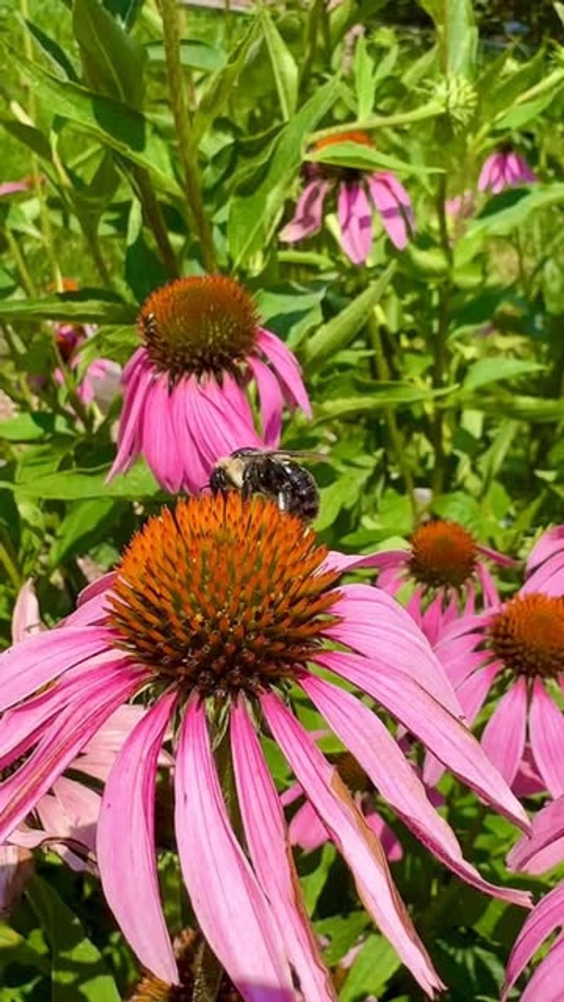 Provides Winter Interest And Bird Food