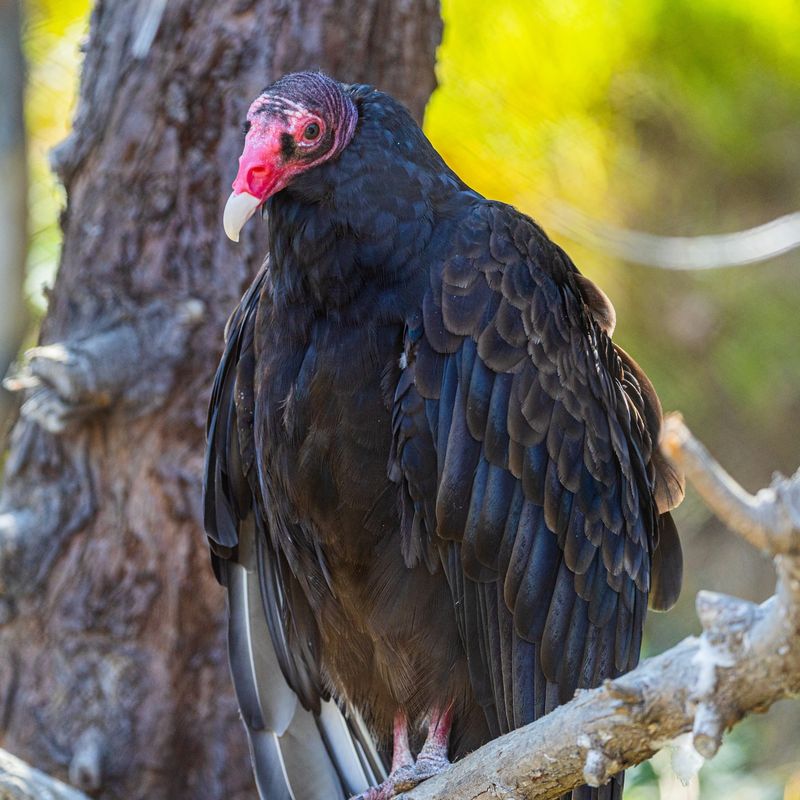 Turkey Vulture