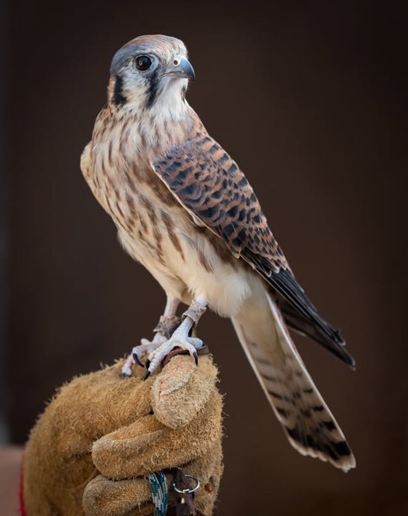 American Kestrels