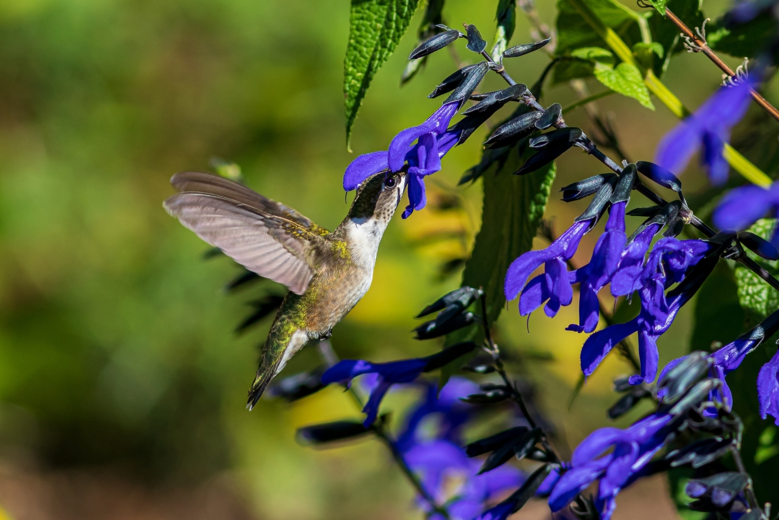 Pair These Two Perennials In October To Draw Hummingbirds In Texas