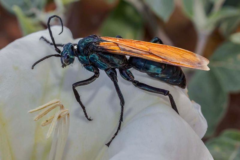 Tarantula Hawk Wasp