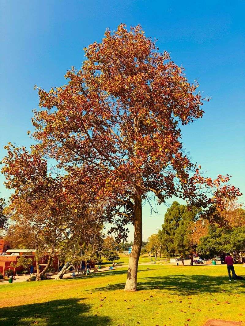 Brazilian Pepper Tree