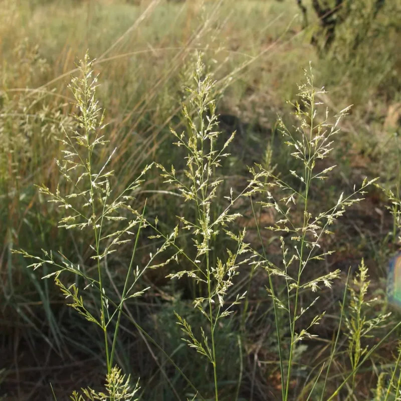 Lehmann's Lovegrass (Eragrostis lehmanniana)