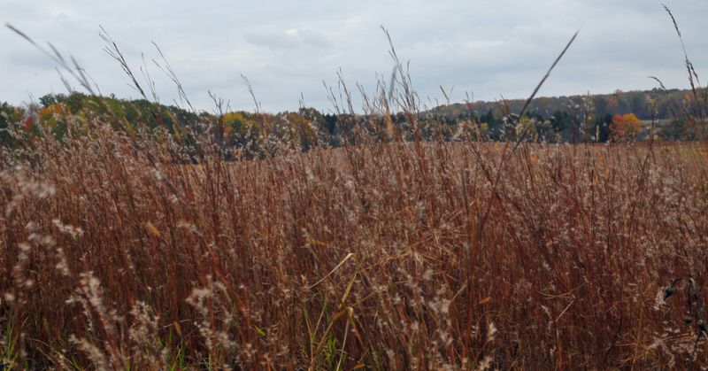 Little Bluestem