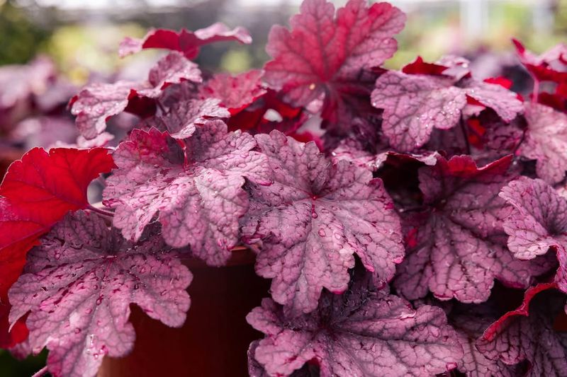 Heuchera (Coral Bells)