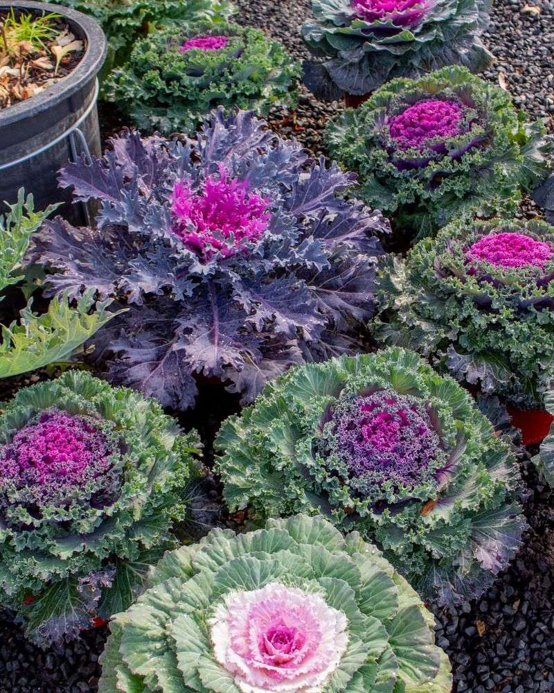 Ornamental Kale and Cabbage