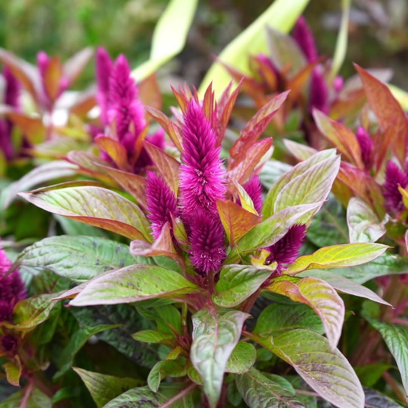 Celosia