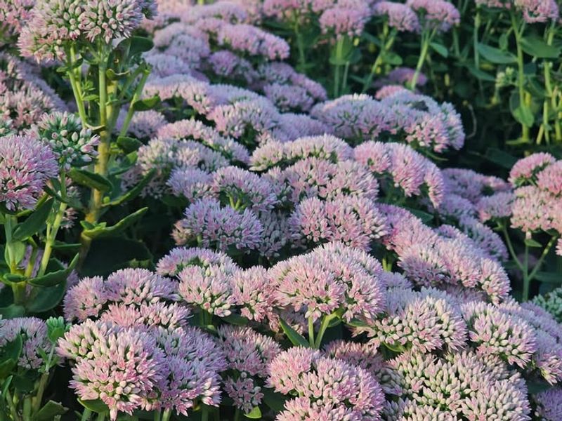 Sedum