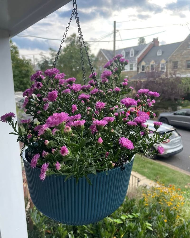 Asters