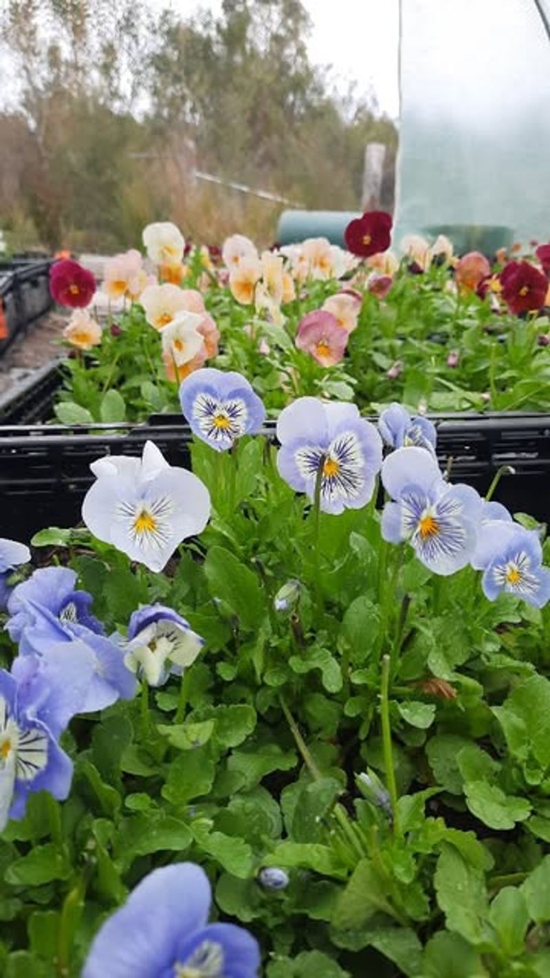 Planting Time Matters