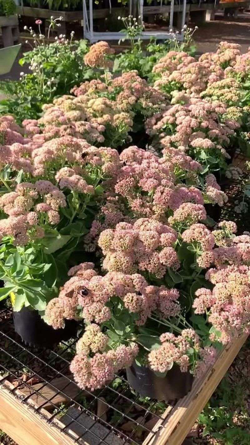 Sedum With Rust-Colored Blooms
