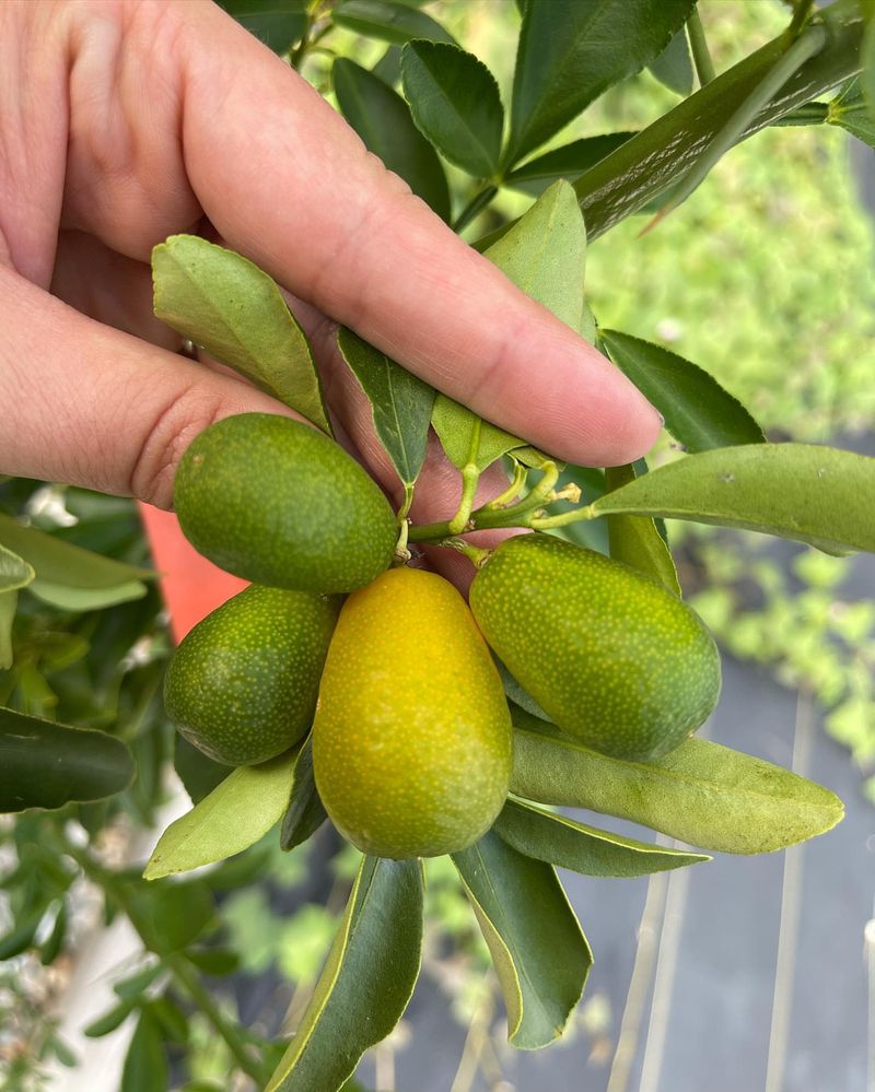 Kumquat