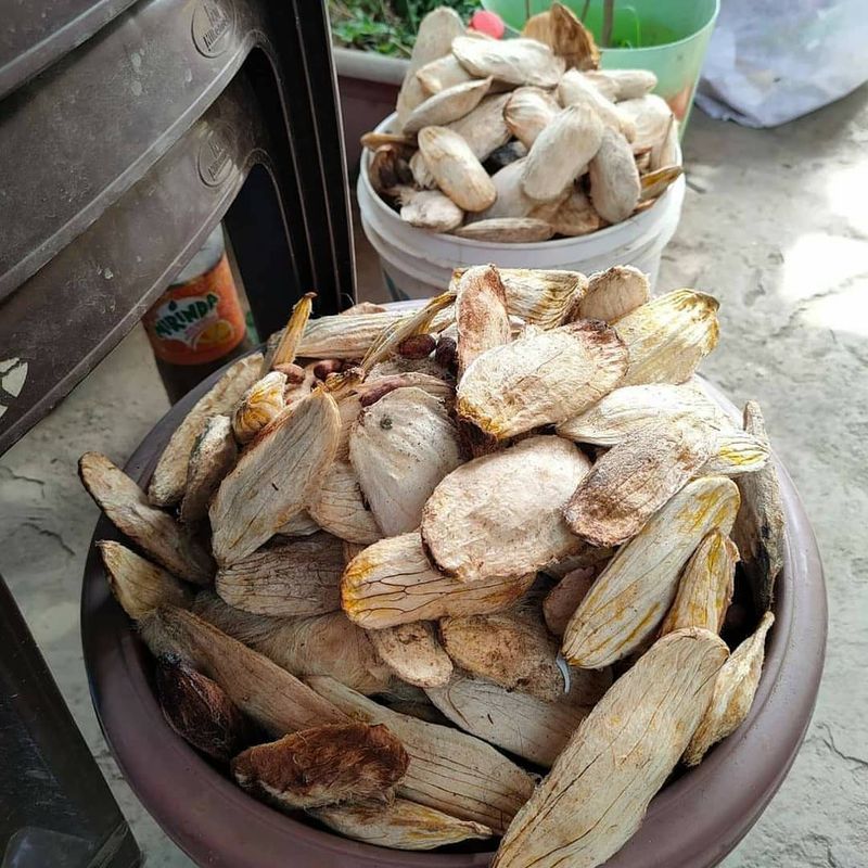 Mango Seeds