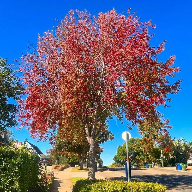 Sweetgum: Star-Shaped Leaves In Rainbow Hues
