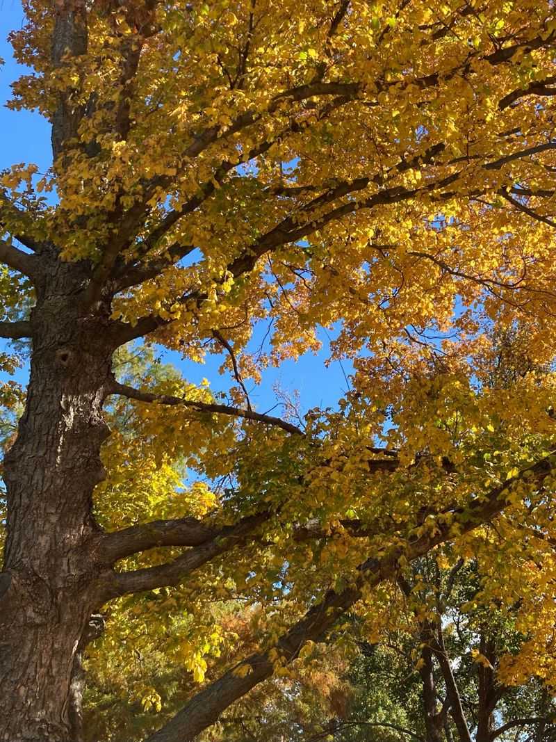 Leaf Clusters Form Around Broken Branches