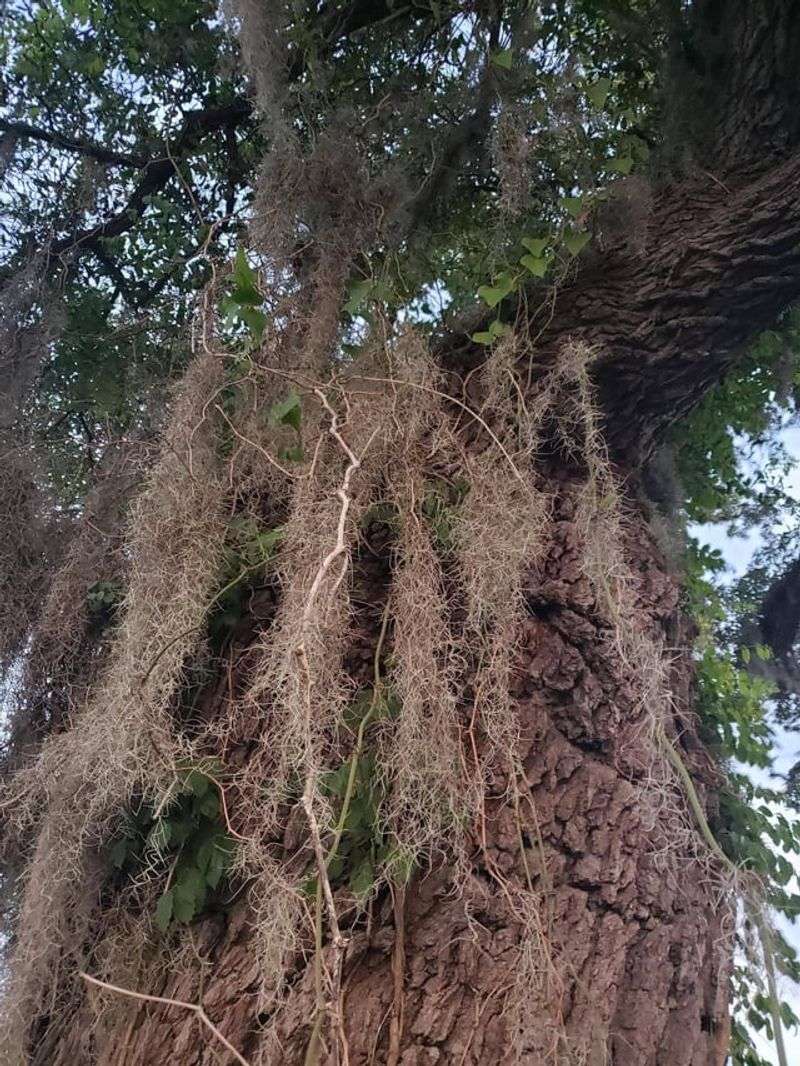 Spanish Moss Accumulations Look Like Nests